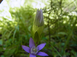 Gentianella germanica