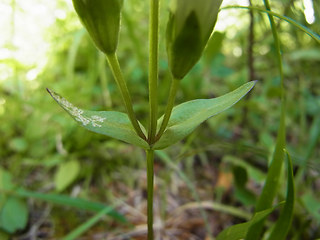 Gentianella germanica