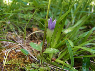 Gentianella germanica