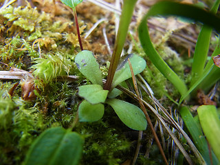 Gentianella germanica