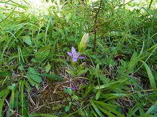 Gentianella germanica