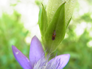 Gentianella germanica