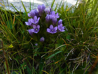 Gentianella praecox