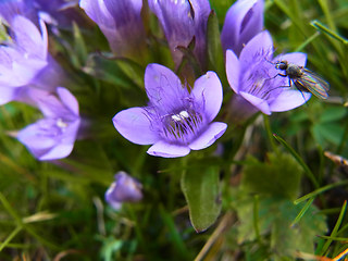 Gentianella praecox