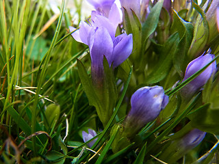 Gentianella praecox