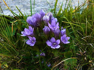 Gentianella praecox