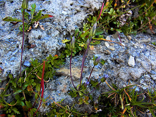 Gentianella tenella