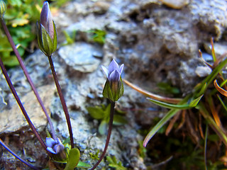 Gentianella tenella