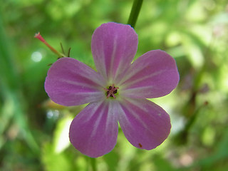 Geranium robertianum