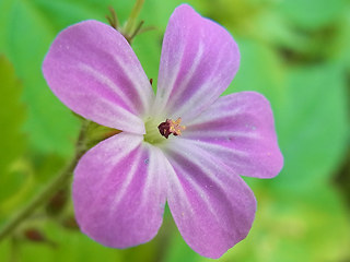 Geranium robertianum