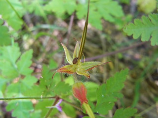 Geranium robertianum