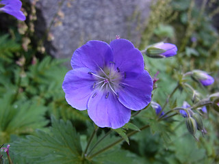 Geranium sylvaticum