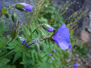 Geranium sylvaticum