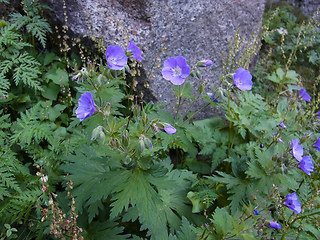 Geranium sylvaticum