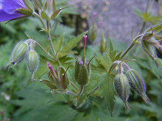 Geranium sylvaticum