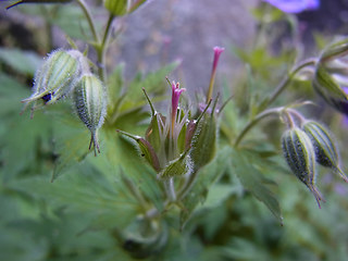 Geranium sylvaticum