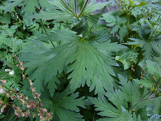 Geranium sylvaticum