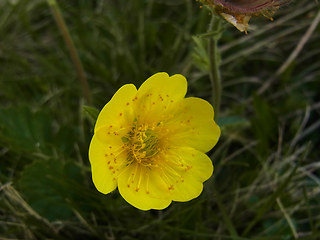 Geum montanum