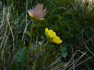 Geum montanum