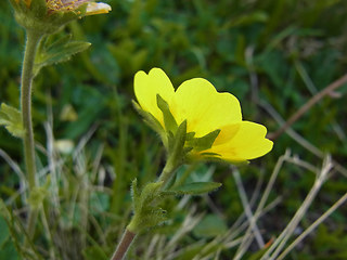 Geum montanum