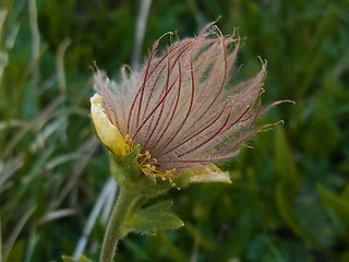 Geum montanum