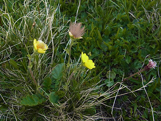 Geum montanum