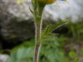 Geum montanum