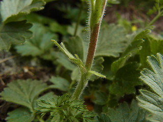 Geum montanum