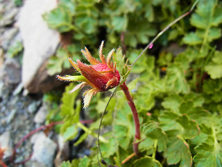 Geum reptans