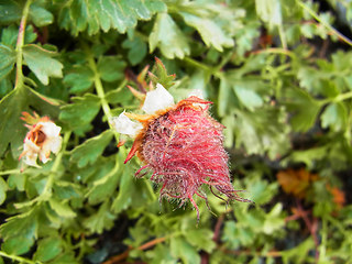 Geum reptans