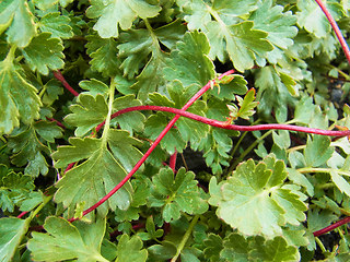 Geum reptans