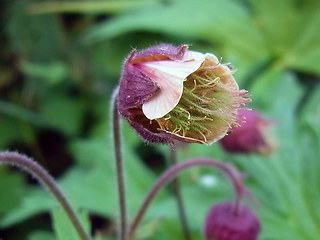 Geum rivale