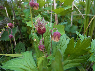 Geum rivale