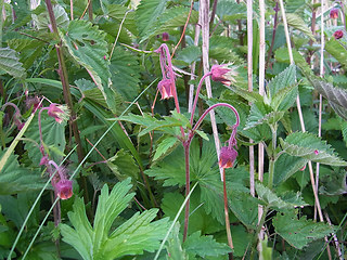 Geum rivale