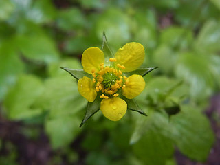 Geum urbanum