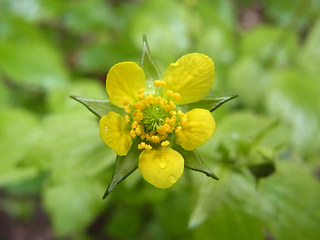 Geum urbanum