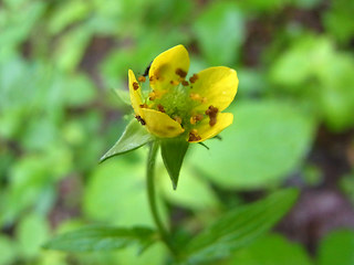 Geum urbanum