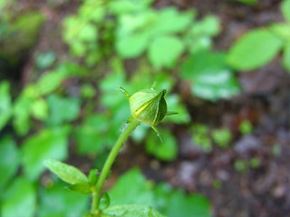 Geum urbanum