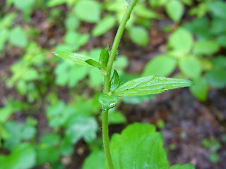 Geum urbanum