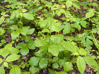 Geum urbanum