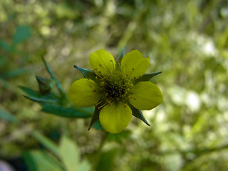 Geum urbanum