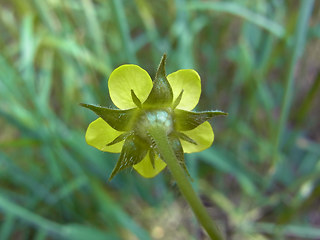 Geum urbanum