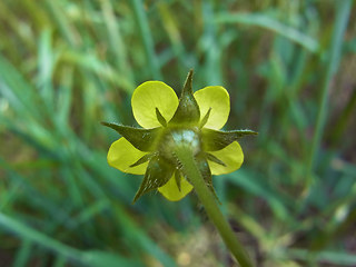 Geum urbanum