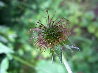 Geum urbanum