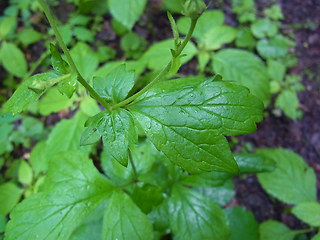 Geum urbanum