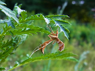 Gillmeria pallidactyla