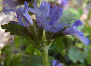 Glechoma hederacea