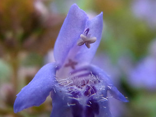 Glechoma hederacea