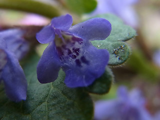 Glechoma hederacea