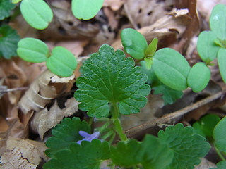 Glechoma hederacea